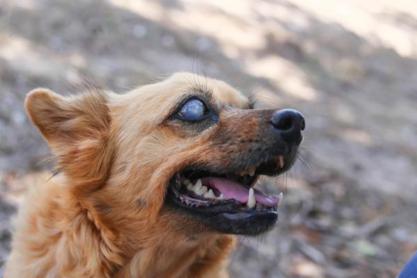 Rozszerzone źrenice u psów - Przyczyny i leczenie - Mój pies zawsze ma rozszerzone źrenice