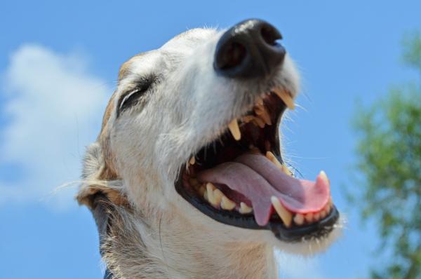 Co zrobić, jeśli mój pies stracił zęby?  - Dlaczego psy tracą zęby?