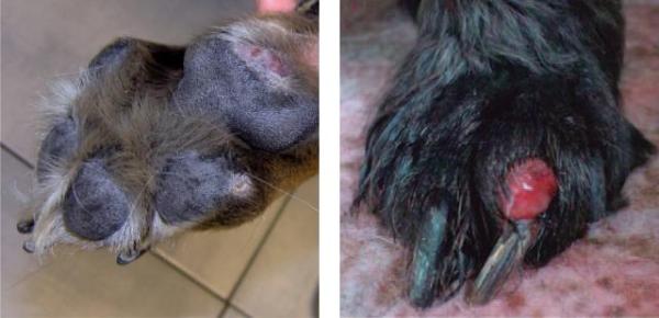 Torbiele międzypalcowe u psów - Objawy i leczenie - Czym są cysty międzypalcowe?  Jakie przyczyny ich prowokują? 
