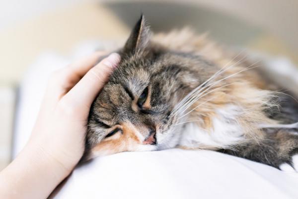 Krzywica u kotów - Objawy i leczenie - Objawy krzywicy u kotów
