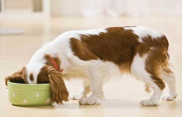 Krzywica u psów - Objawy i leczenie - Leczenie krzywicy u psów