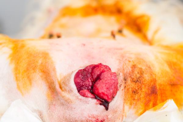 Mięsak tkanek miękkich u psów - Objawy i leczenie - Co to jest mięsak tkanek miękkich?