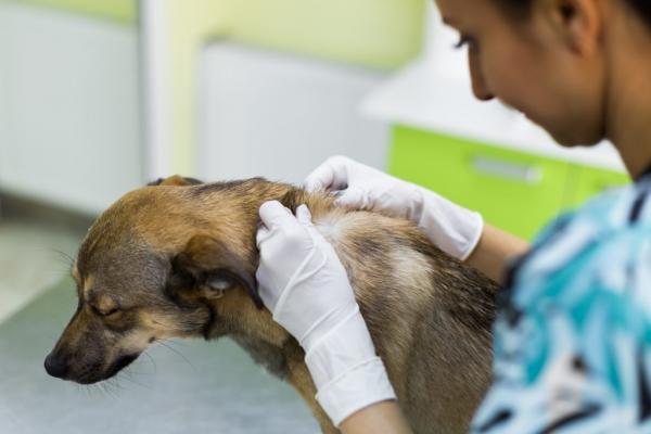 Seroma u psów - Objawy i leczenie - Diagnoza seroma u psów