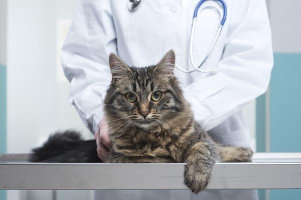Zespół Cushinga u kotów - Objawy i leczenie - Leczenie