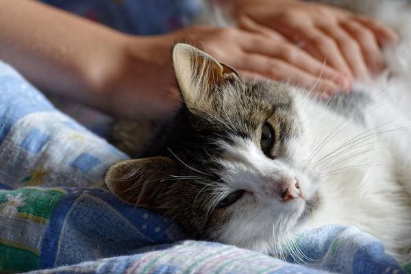 Syndrom zanikania u kotów - objawy, przyczyny i co robić - przyczyny zespołu zanikania u kotów