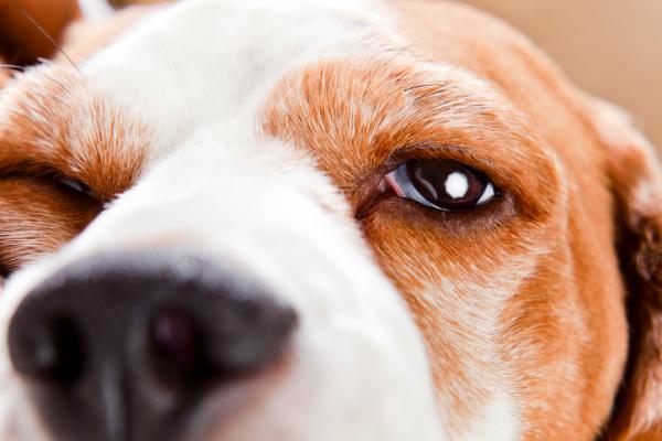 Zespół Hornera u psów - Objawy i leczenie - Objawy zespołu Hornera u psów