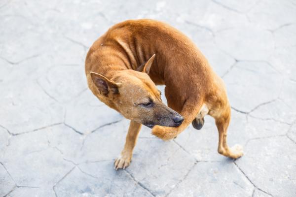 Zespół zimnego ogona u psów - przyczyny, objawy i leczenie - objawy zespołu zimnego ogona u psów