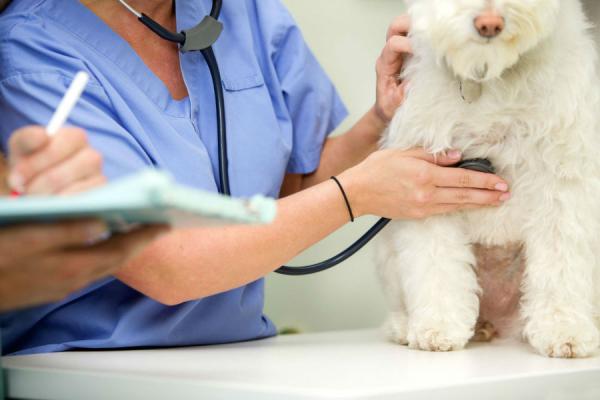 Zespół Pica u psów - Zachowanie, objawy i leczenie - Objawy zespołu Pica u psów