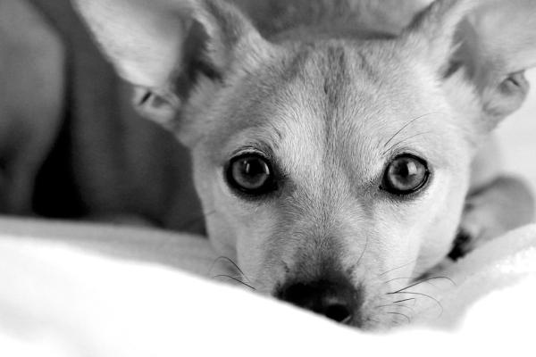 Zespół Pica u psów - Zachowanie, objawy i leczenie - Leczenie zespołu Pica u psów