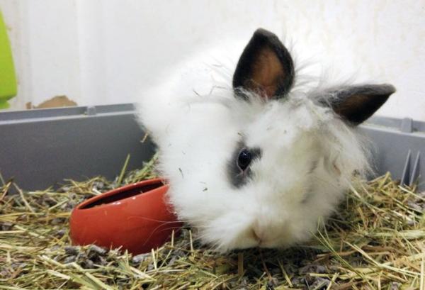 Zespół przedsionkowy u królików - Objawy i leczenie - Objawy zespołu przedsionkowego u królików 