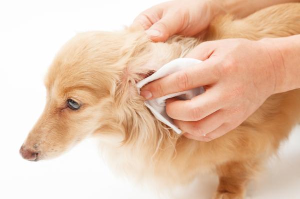 Głuchota u psów - Przyczyny, objawy i leczenie - Jakie objawy ma głuchy pies?