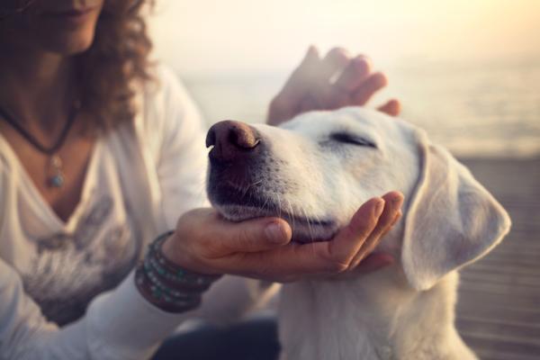 Głuchota u psów - Przyczyny, objawy i leczenie - Czy istnieje leczenie głuchoty u psów?