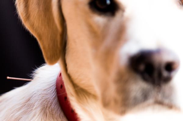Alternatywne terapie dla psów z chorobą nowotworową - Akupunktura