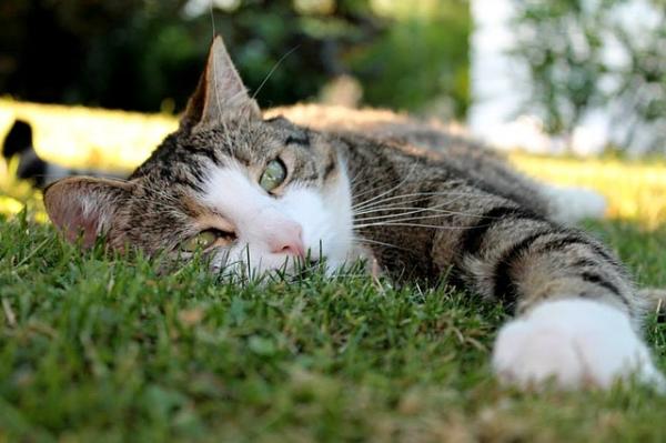 Rodzaje anemii u kotów - Rodzaje anemii i dlaczego występuje