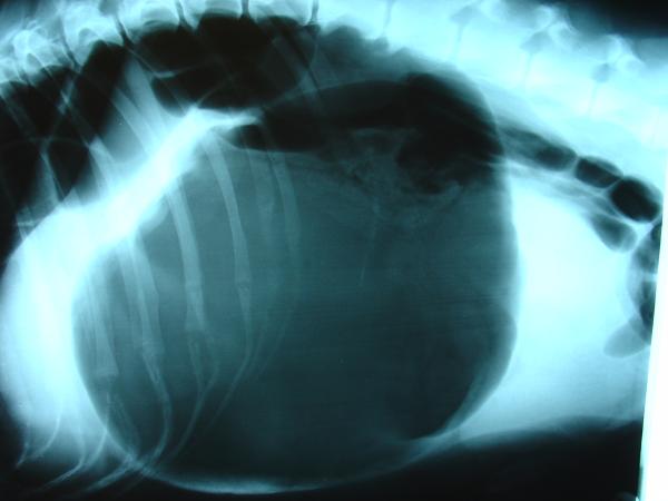 Skręt żołądka u psów - Objawy i leczenie - Diagnoza
