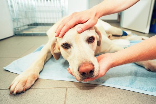 Guz mózgu u psów - objawy i leczenie - Objawy guza mózgu u psów