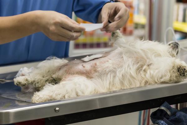 Zakaźny guz weneryczny u psów (TVT) - Objawy i leczenie - Leczenie zakaźnego guza wenerycznego u psów (TVT)