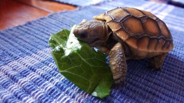 Witamina A dla żółwi - Dawkowanie i znaczenie - Pokarmy z witaminą A dla żółwi