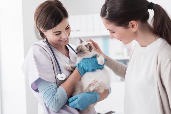 Wymioty i biegunka u kotów - Przyczyny, leczenie i domowe środki zaradcze - Przyczyny wymiotów i biegunki u kotów