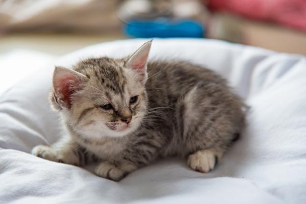 Wymioty i biegunka u kotów - Przyczyny, leczenie i domowe środki zaradcze - Wymioty i biegunka u młodych kotów