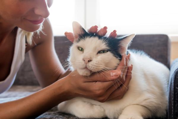 Wymioty i biegunka u kotów - Przyczyny, leczenie i domowe środki zaradcze - Domowe sposoby na wymioty i biegunkę u kotów