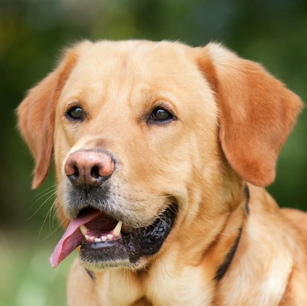 Alternatywne terapie dla psow z rakiem