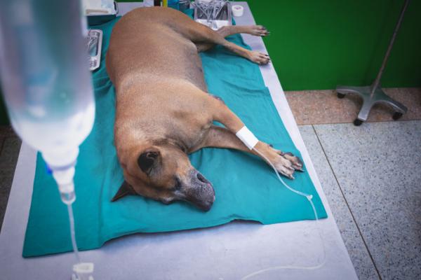 Chemioterapia u psow skutki uboczne i leki