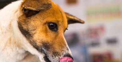 Czarne wymiociny u psow przyczyny i leczenie