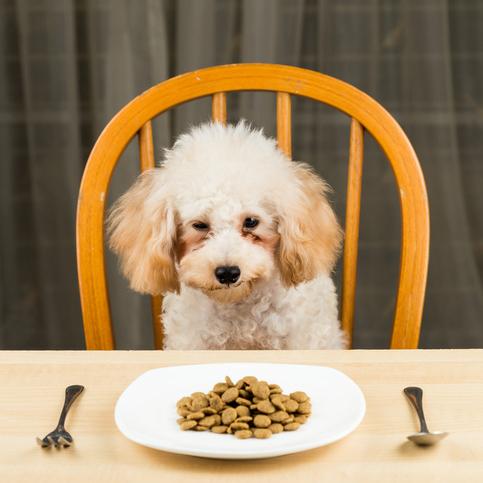 Dlaczego moj pies wymiotuje po jedzeniu