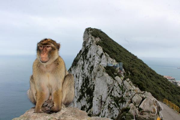 Dlaczego na Skale Gibraltarskiej sa malpy