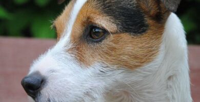 Gluchota u psow przyczyny objawy i leczenie