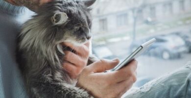 Internetowi lekarze weterynarii Uslugi dla zwierzat