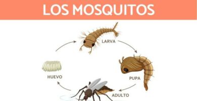 Jak rozmnazaja sie i rodza komary