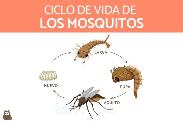 Jak rozmnazaja sie i rodza komary