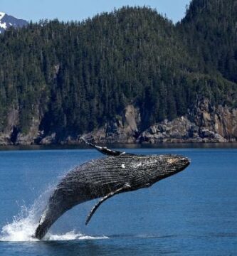 Jak rozmnazaja sie wieloryby