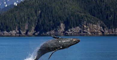Jak rozmnazaja sie wieloryby