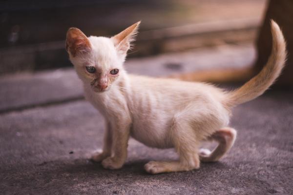 Krzywica u kotow Objawy i leczenie