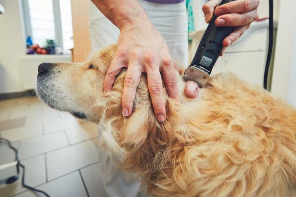 Miesak tkanek miekkich u psow objawy i leczenie