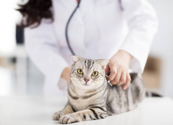 Problemy z nerkami u kotow rodzaje i objawy