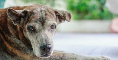 Problemy z nerkami u psow choroby przyczyny i objawy