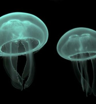 Rozmnazanie meduz