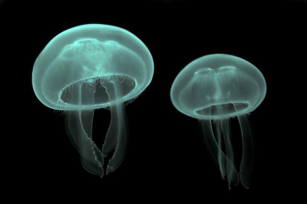 Rozmnazanie meduz