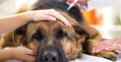 Skret zoladka u psow objawy i leczenie