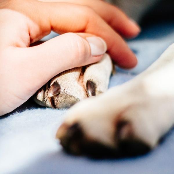 Torbiele miedzypalcowe u psow Objawy i leczenie