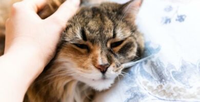 Triaditis u kotow – objawy i leczenie