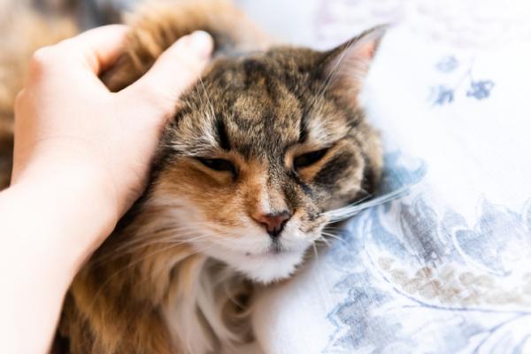 Triaditis u kotow – objawy i leczenie
