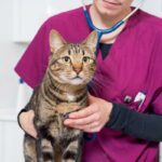 Wymioty i biegunka u kotow przyczyny leczenie i domowe