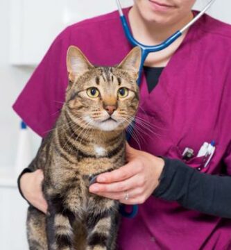 Wymioty i biegunka u kotow przyczyny leczenie i domowe