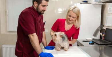 Wypadanie odbytnicy u psow objawy i leczenie