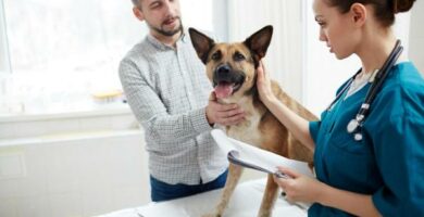 Wysoki mocznik u psow Objawy i leczenie